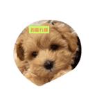 犬だけどね！（個別スタンプ：11）
