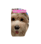 犬だけどね！（個別スタンプ：12）
