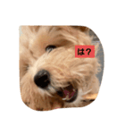 犬だけどね！（個別スタンプ：13）