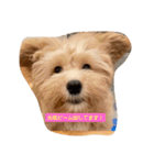 犬だけどね！（個別スタンプ：14）