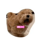 犬だけどね！（個別スタンプ：15）