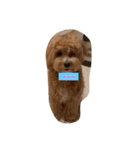 犬だけどね！（個別スタンプ：16）
