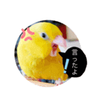 マメルリハ達（個別スタンプ：1）