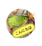 マメルリハ達（個別スタンプ：4）