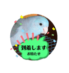 マメルリハ達（個別スタンプ：6）