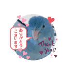 マメルリハ達（個別スタンプ：7）
