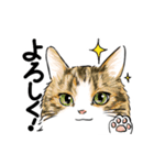 毎日送りたい！猫ちゃんスタンプ（個別スタンプ：4）