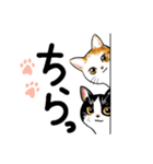 毎日送りたい！猫ちゃんスタンプ（個別スタンプ：19）