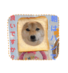 柴犬ひなちゃんラインスタンプ③（個別スタンプ：32）