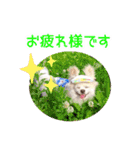 のめしこきチワワ4（個別スタンプ：2）
