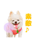 のめしこきチワワ4（個別スタンプ：3）