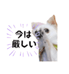 のめしこきチワワ4（個別スタンプ：6）