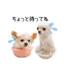 のめしこきチワワ4（個別スタンプ：7）