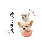 のめしこきチワワ4（個別スタンプ：8）