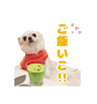 のめしこきチワワ4（個別スタンプ：9）
