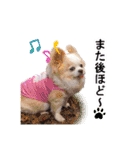 のめしこきチワワ4（個別スタンプ：10）