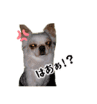 のめしこきチワワ4（個別スタンプ：12）