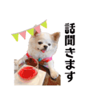のめしこきチワワ4（個別スタンプ：13）