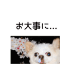 のめしこきチワワ4（個別スタンプ：15）
