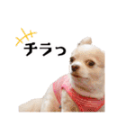 のめしこきチワワ4（個別スタンプ：16）