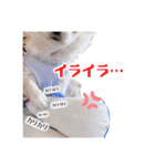 のめしこきチワワ4（個別スタンプ：17）