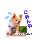 のめしこきチワワ4（個別スタンプ：18）