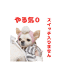 のめしこきチワワ4（個別スタンプ：19）