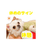 のめしこきチワワ4（個別スタンプ：20）