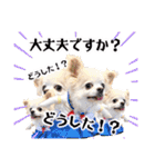 のめしこきチワワ4（個別スタンプ：21）
