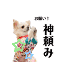 のめしこきチワワ4（個別スタンプ：22）