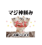 のめしこきチワワ4（個別スタンプ：23）