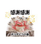 のめしこきチワワ4（個別スタンプ：24）
