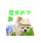 のめしこきチワワ4（個別スタンプ：28）