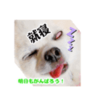 のめしこきチワワ4（個別スタンプ：29）