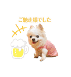 のめしこきチワワ4（個別スタンプ：31）