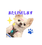 のめしこきチワワ4（個別スタンプ：32）
