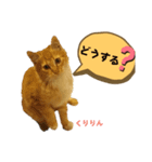 ウッドデッキの野良猫（個別スタンプ：1）