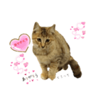 ウッドデッキの野良猫（個別スタンプ：4）