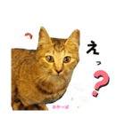 ウッドデッキの野良猫（個別スタンプ：5）