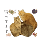 ウッドデッキの野良猫（個別スタンプ：6）