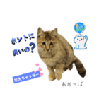 ウッドデッキの野良猫（個別スタンプ：7）