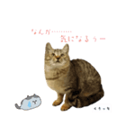 ウッドデッキの野良猫（個別スタンプ：8）