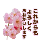 ❤️可愛い桜の飛び出す！動く！あいさつ❤️（個別スタンプ：18）