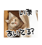 4匹のいえのねこ（個別スタンプ：9）