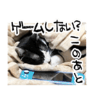 4匹のいえのねこ（個別スタンプ：10）