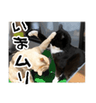 4匹のいえのねこ（個別スタンプ：13）