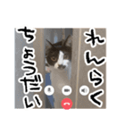 4匹のいえのねこ（個別スタンプ：17）