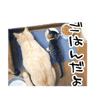 4匹のいえのねこ（個別スタンプ：21）