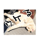 4匹のいえのねこ（個別スタンプ：27）