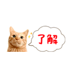 茶トラ 省スペース 吹き出し スタンプ（個別スタンプ：1）